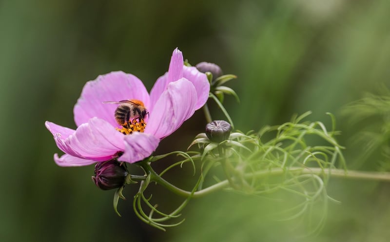 Pollinator Plants